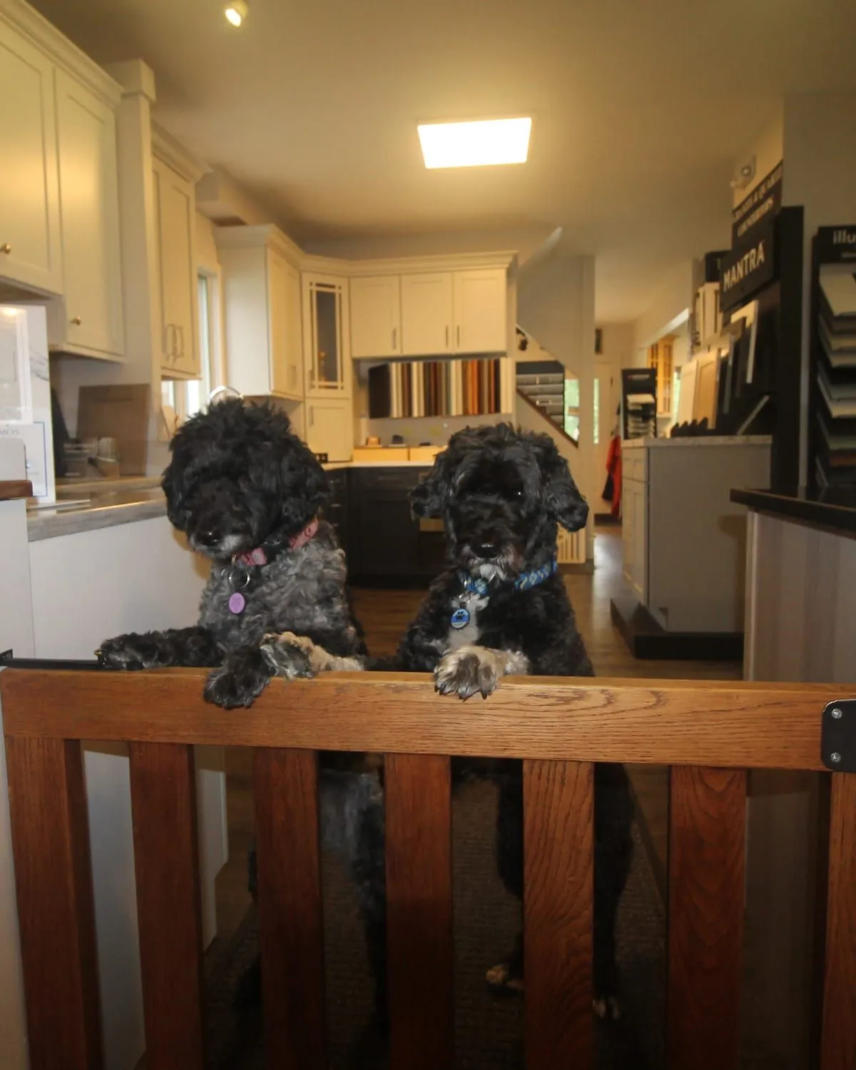 Cinder and Mariner, the two Portuguese Water Dogs who greet customers at Pondside