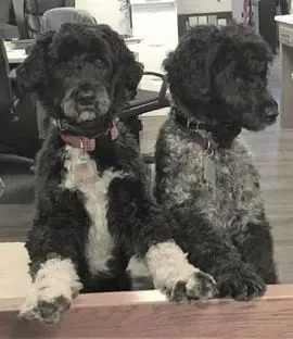 Mariner and Cinder, two Portuguese Water Dogs, sitting side by side in the showroom